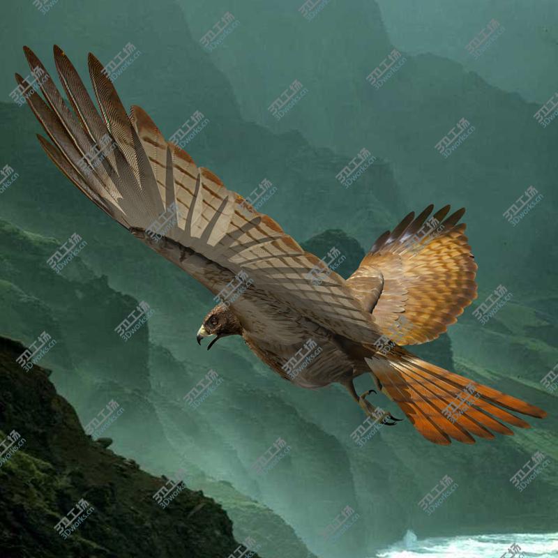 images/goods_img/2021040235/Red Tailed Hawk/1.jpg